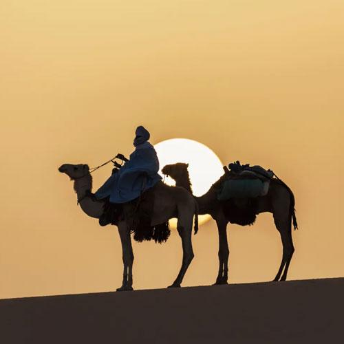 Evening Desert Safari